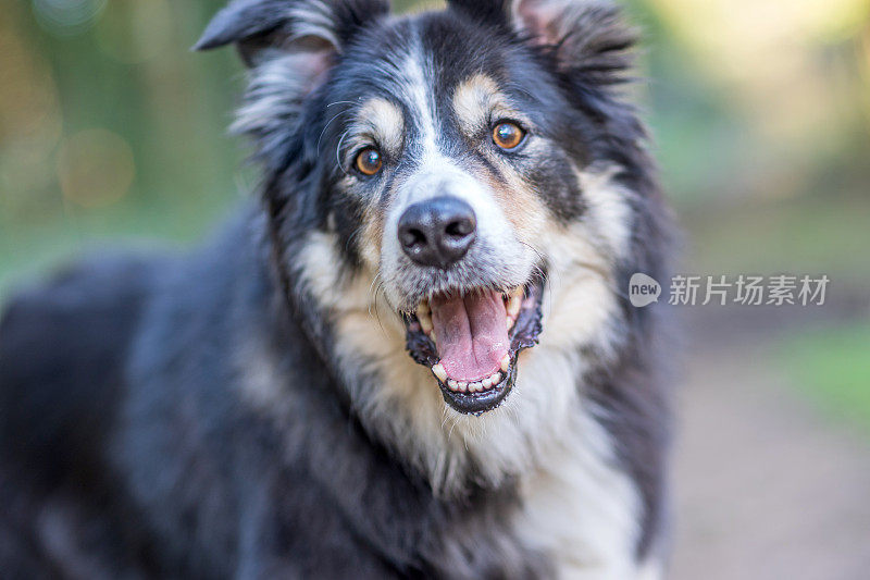 友好的边境牧羊犬