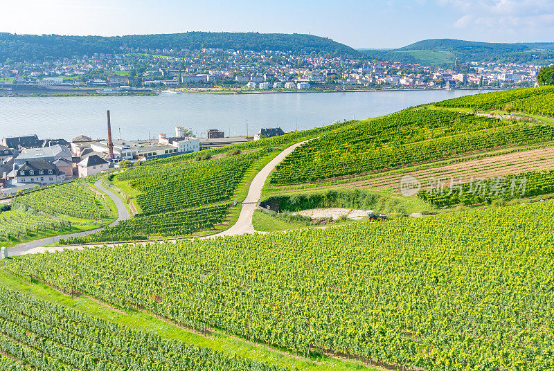 葡萄园在低森林纪念碑纪念碑Rüdesheim，德国