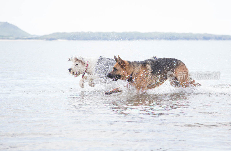 古英国牧羊犬和德国牧羊犬在海滩上玩耍