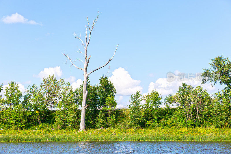湖岸的一棵枯树