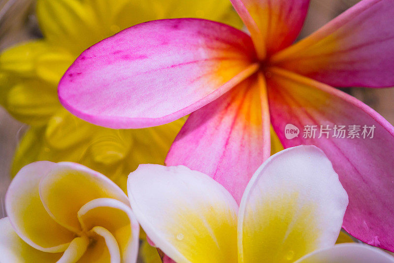 热带花鸡蛋花浮在一碗水里。水疗，健康，夏季背景