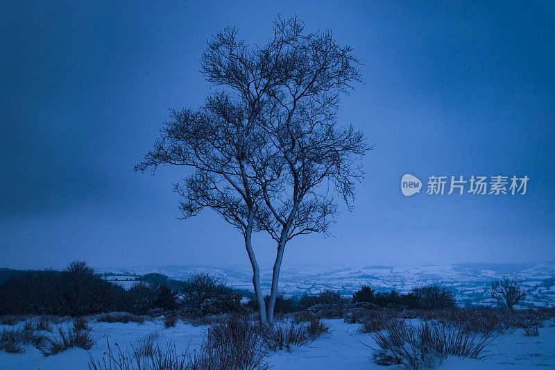 雪中独树