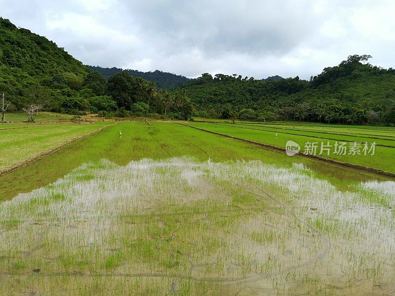 菲律宾巴拉望北部的稻田