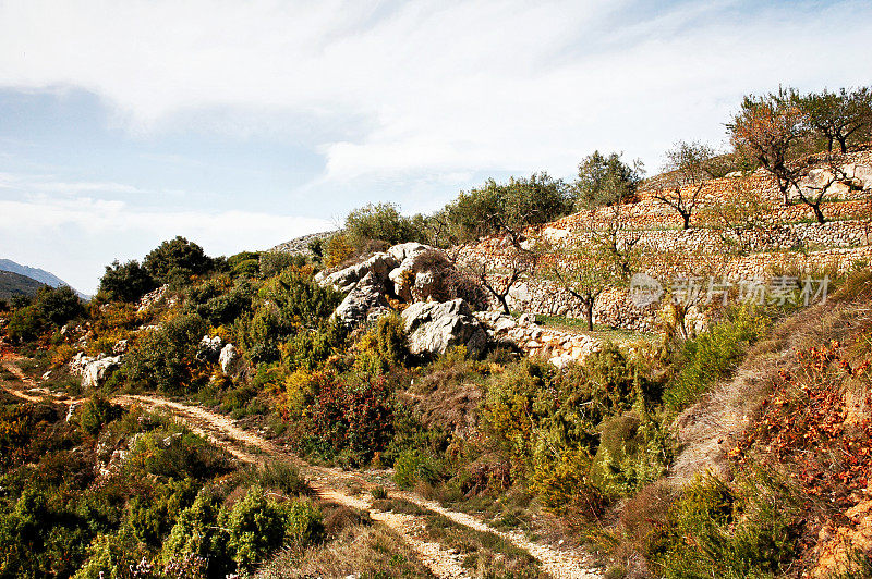 沿着西班牙橄榄种植园的徒步小径