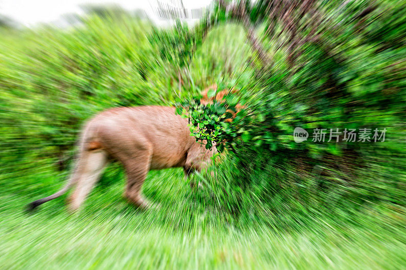 捕猎野生动物的野生非洲狮