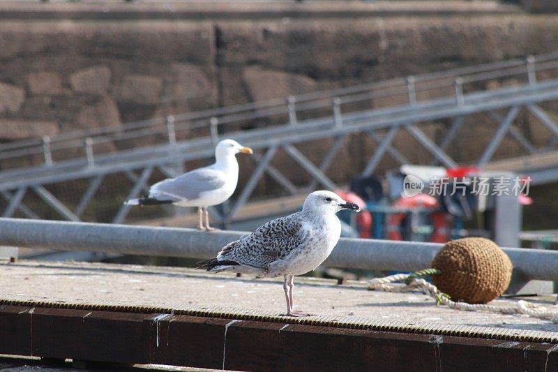 两只海鸥在港口的码头上