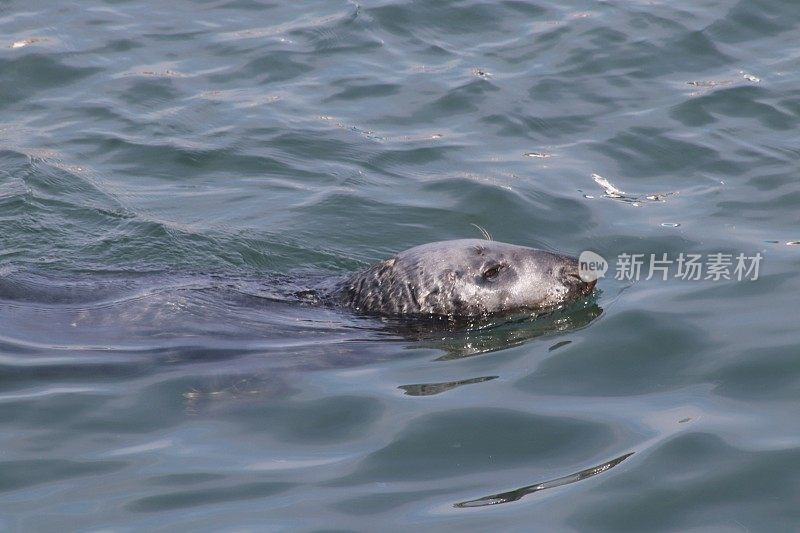 海港海豹的特写镜头