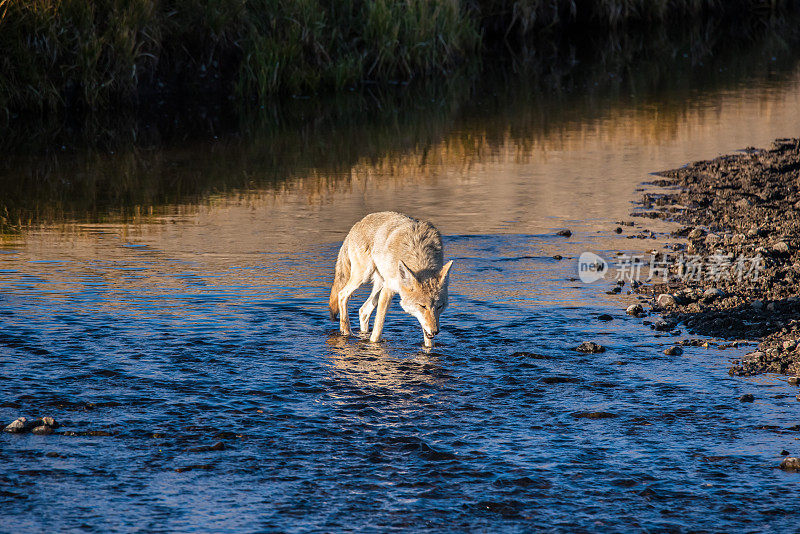 郊狼在怀俄明州的小溪里喝水