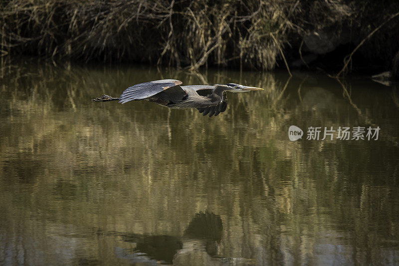 大蓝鹭在水上飞行