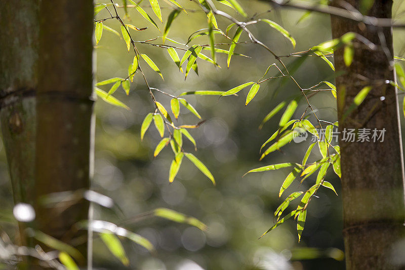 生长中的竹叶框架在森林或纹理背景与良好的光线