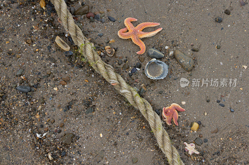 海星和编绳被冲上了海岸线。