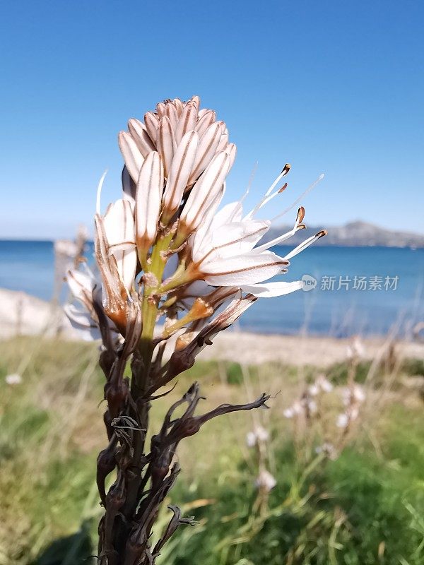 当地的花被描绘在波伦萨湾的海岸线前