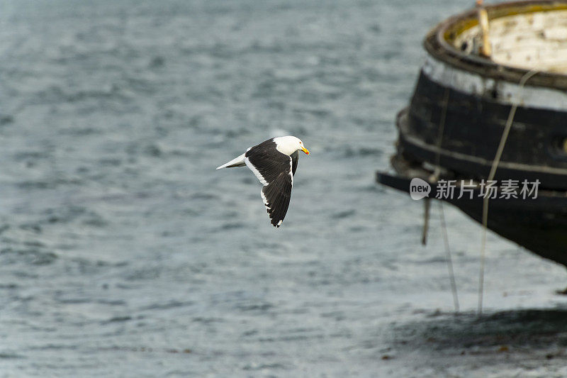 海带(多米尼加海带)