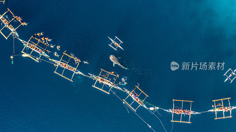 鸟瞰图Oslob鲸鲨观察，渔民饲料巨大的鲸鲨(犀牛斑纹)从船在海上在Oslob，宿务，菲律宾。