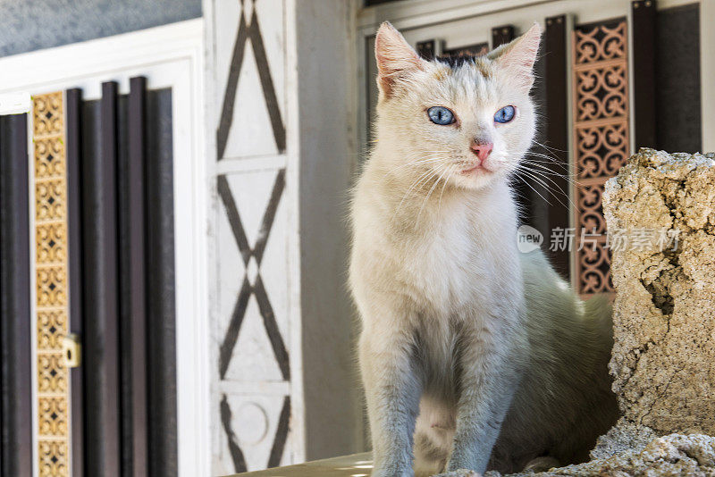 希腊Chios岛Pyrgi村一只可爱的蓝眼睛流浪猫