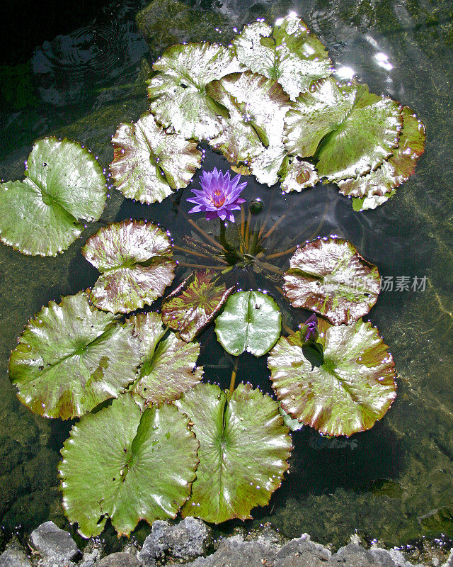 闪闪发光的薰衣草夏威夷水百合在睡莲上