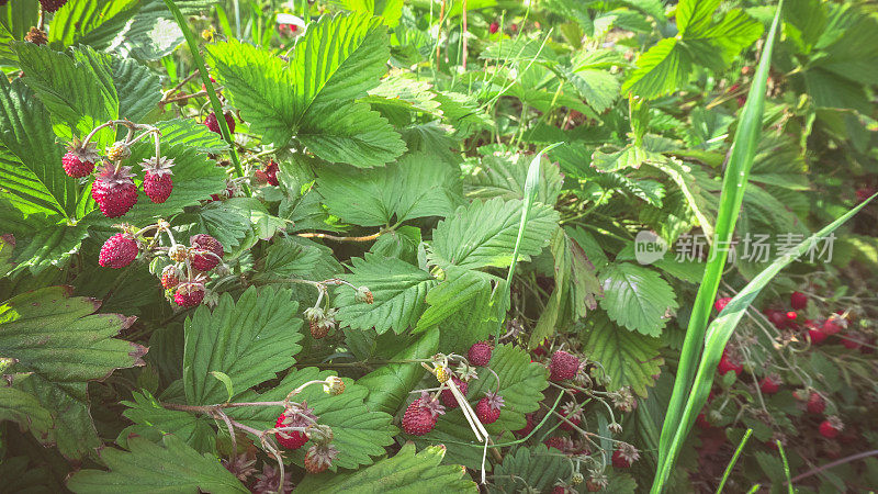 夏天的水果。花园里的野草莓