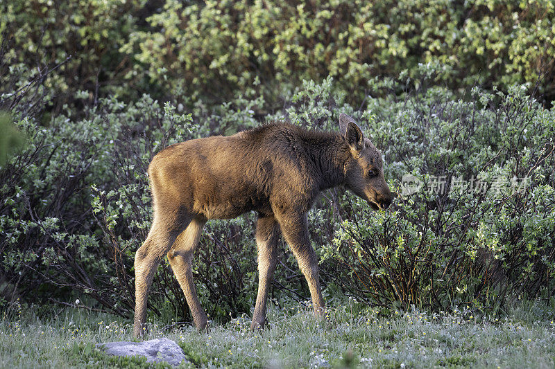 在北科罗拉多森林里吃草的驼鹿和小牛