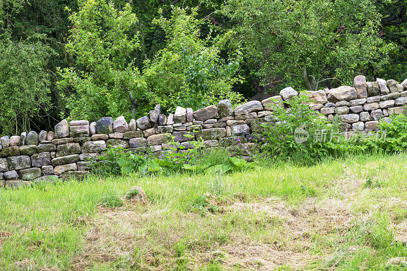 英国约克郡北部荒原上的一堵干燥的石墙，将牧场和附近的林地隔开