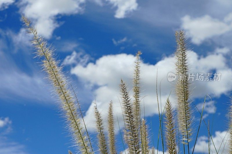 澳大利亚草狼尾草的花在天空中发光