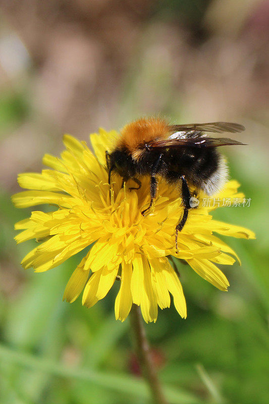 这是野生西部蜜蜂在自然野生花园中采集黄色蒲公英花朵花粉和为种子授粉的图像，背景为模糊的绿色，黑色和橙色条纹的蜜蜂准备返回蜂房养蜂