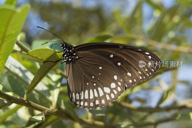 姓名:普通乌鸦。学名:Euploea核心位置:Mulashi，浦那。描述:是印度常见的蝴蝶。它属于蛱蝶科(帚足蝶)的乌鸦和老虎亚科。这些是不能吃的，所以很mimi
