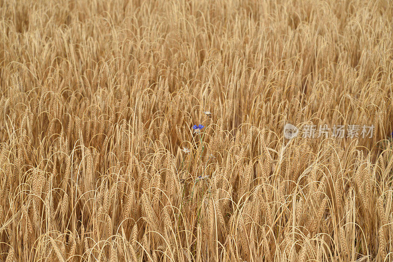 粮食领域