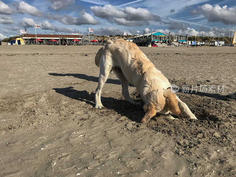 沙滩上的挖土狗