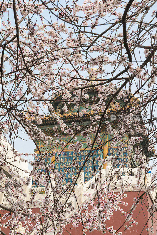 北京春天盛开的樱花、樱桃树和中国寺庙