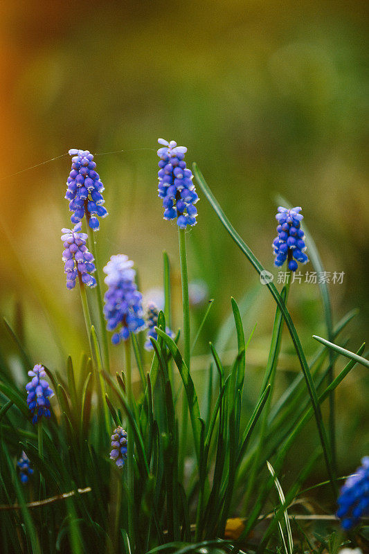 葡萄风信子muscari