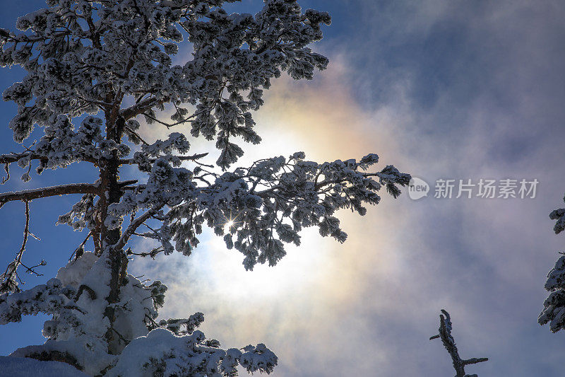 冬针叶林雪松。山顶的高山景观。阿尔卑斯山滑雪区。欧洲滑雪胜地。