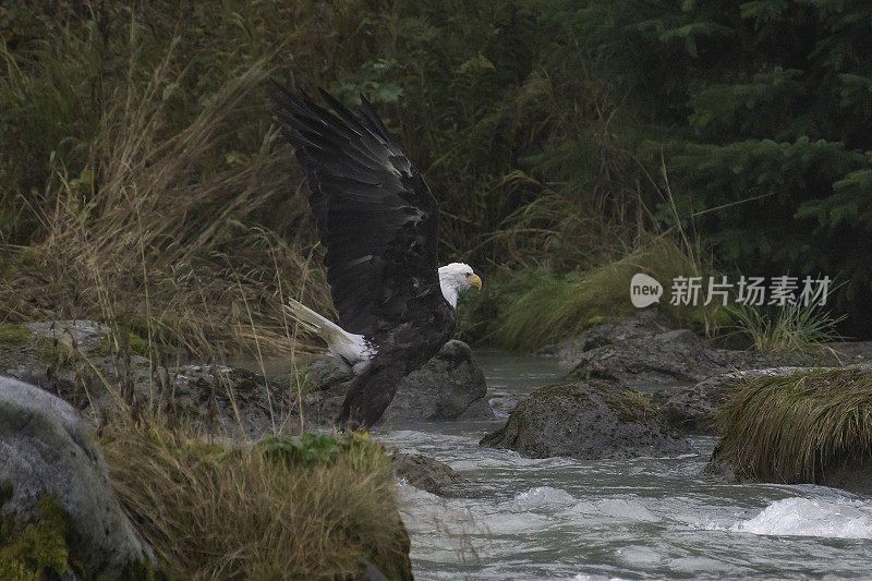 白头鹰在水面上庄严地飞翔