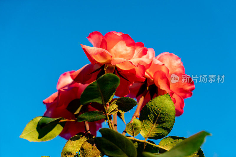 阳光下花园中的玫瑰。黄昏的自然背景