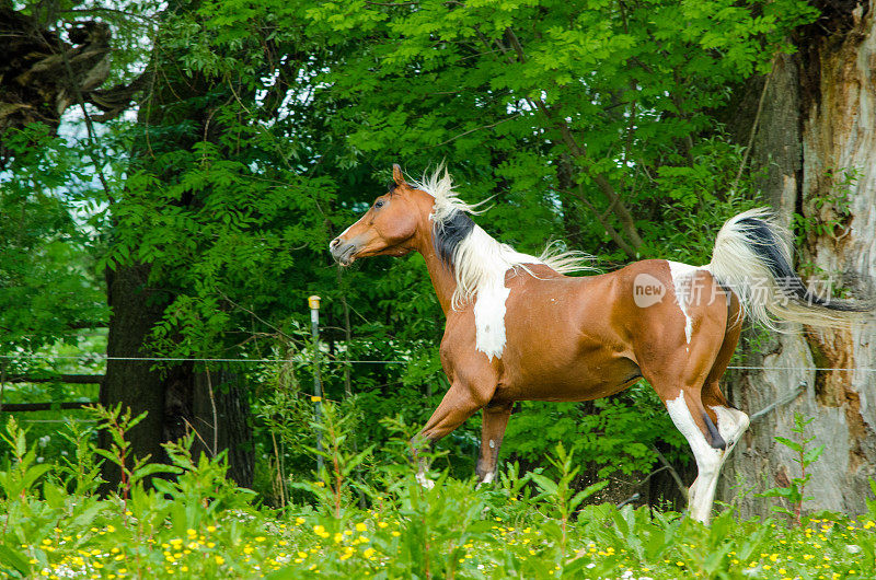 牧场上的彩色马或斑马——半阿拉伯骟马——在牧场上奔驰