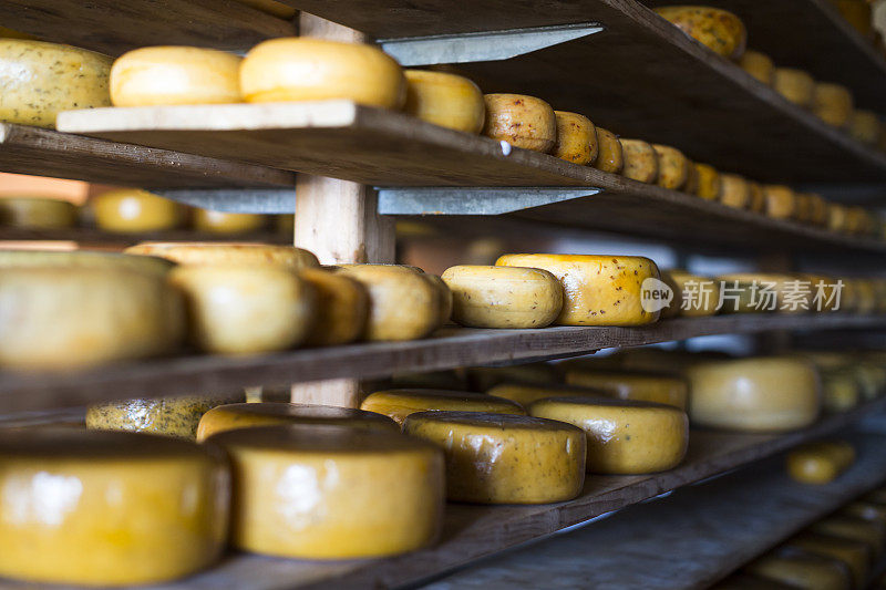 传统荷兰豪达奶酪在木架上成熟