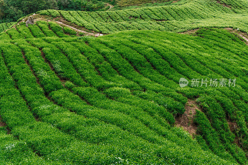 一排排绿色的茶树