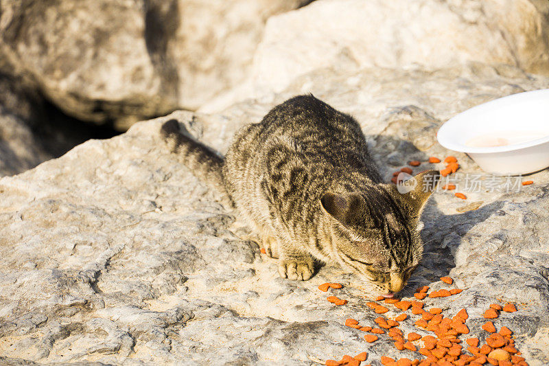 瘦弱的流浪猫在阿布扎比，健康状况不佳，吃猫食