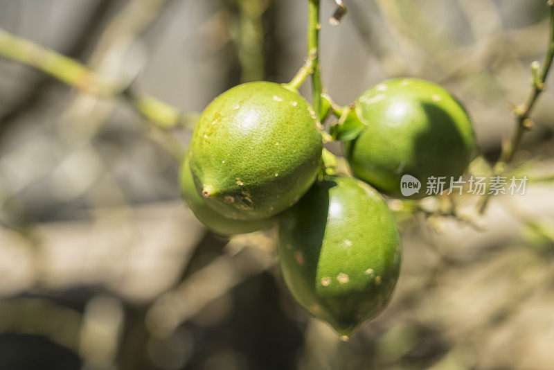 成熟新鲜的柠檬在枝头