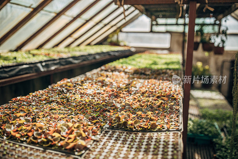 盆栽植物在花卉农场排成一行