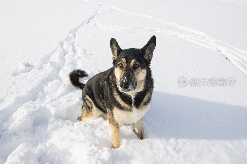 雪中的狗