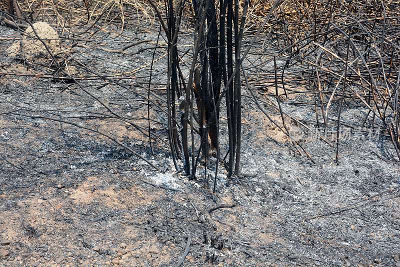 烧毁的树木和森林火灾的后果