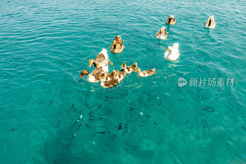 在海上的游艇旁边有鸭子和鱼