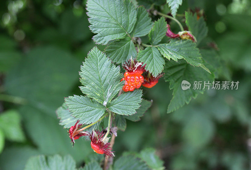 加拿大西海岸的树莓