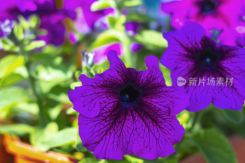 夏日花园中两朵盛开的紫色牵牛花(petun)近距离展示。，以紫罗兰花为封面、横幅、明信片。