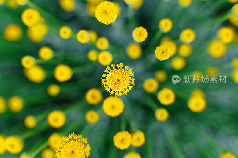 夏季花园中黄色花朵的特写图像。