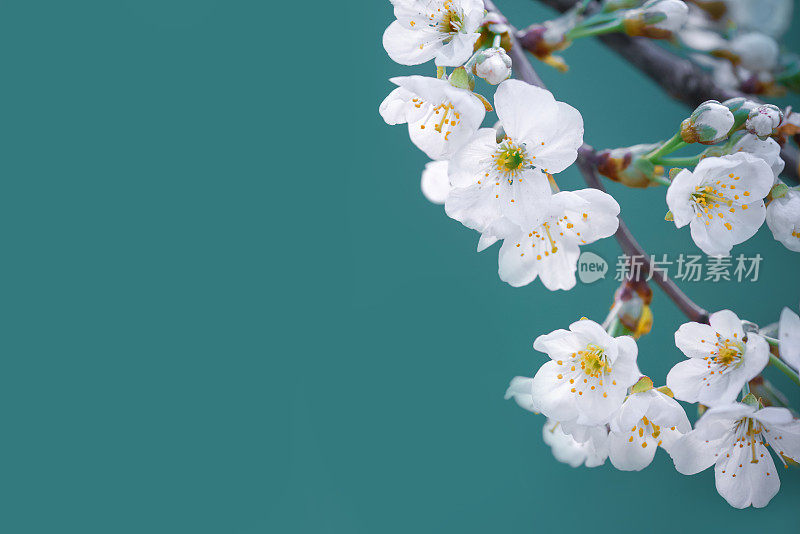 春天的花朵