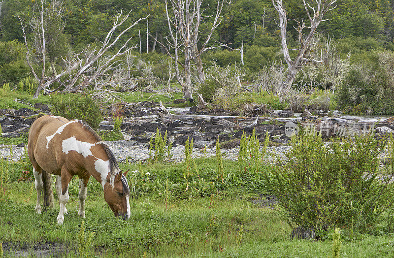 南美洲阿根廷巴塔哥尼亚地区乌斯怀亚惊险风景中的野马