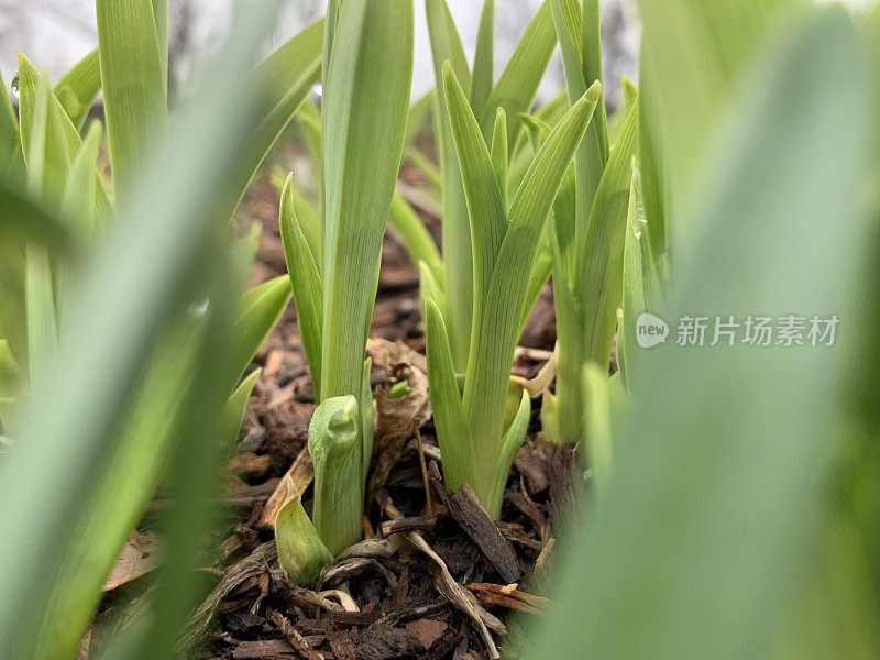 新鲜的绿色植物新芽