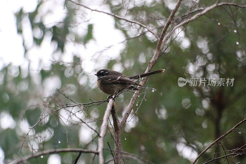 鸟-灰色扇尾-坐在树枝上