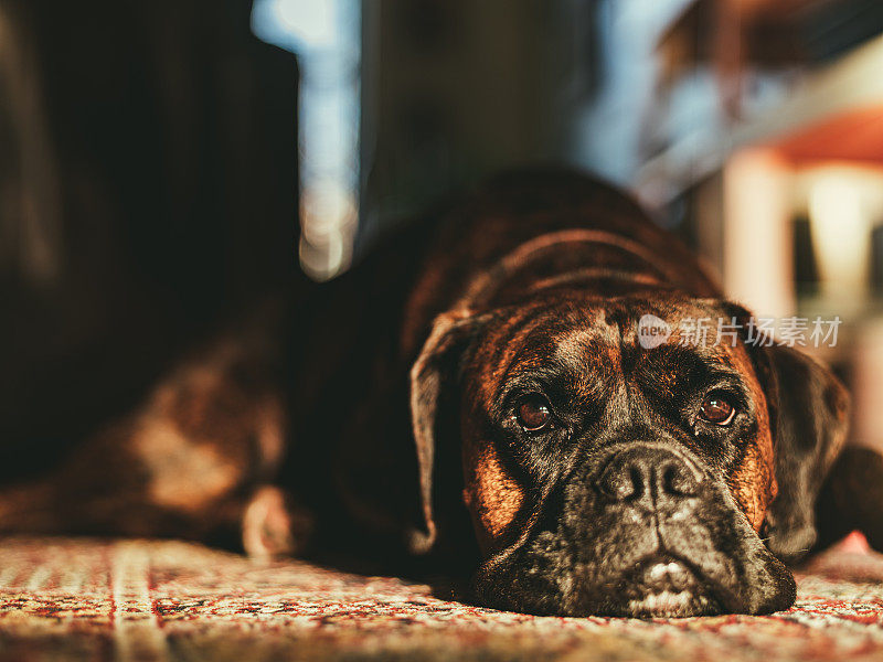 拳师犬在地板上休息